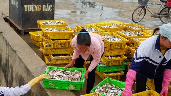 Nhiều ngư dân Bắc miền Trung tiếp tục trúng đậm cá trích, cá cơm biển ảnh 4