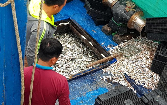 Nhiều ngư dân Bắc miền Trung tiếp tục trúng đậm cá trích, cá cơm biển ảnh 5