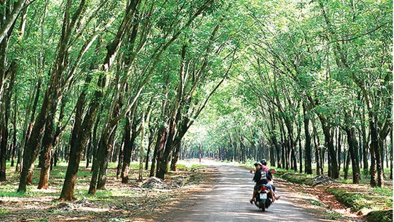 Khám phá Lộc Ninh ảnh 5