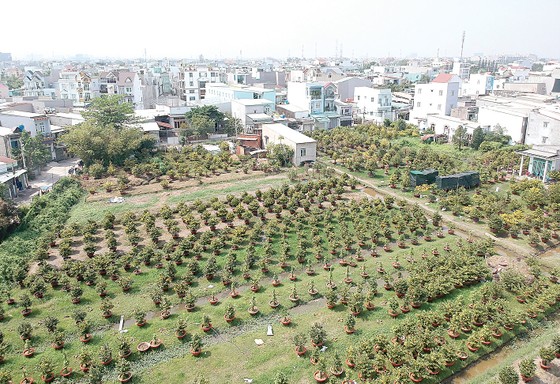 Hoa tết vào mùa ảnh 1