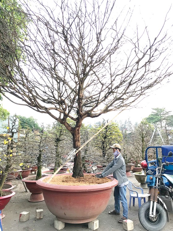 Hoa tết vào mùa ảnh 4