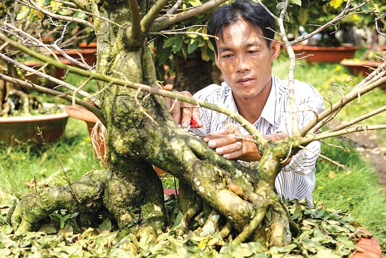 Hoa tết vào mùa ảnh 3