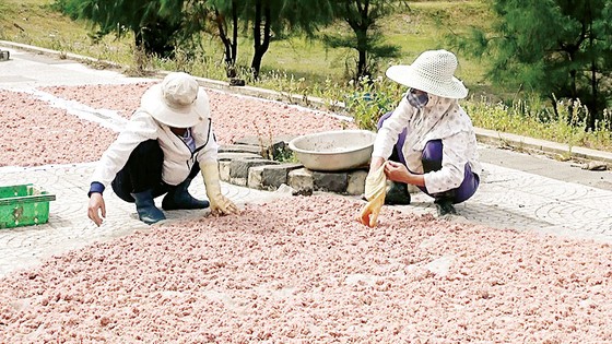Lộc biển ảnh 7