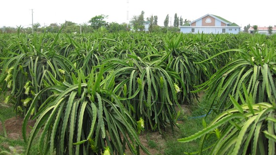 Tập trung phát triển nông nghiệp công nghệ cao ảnh 1