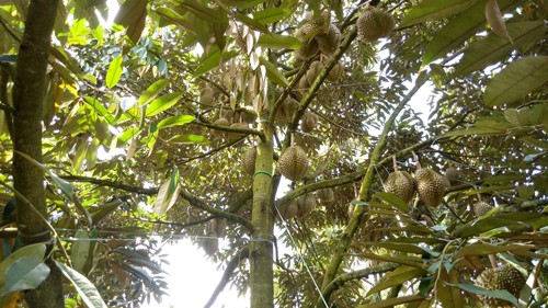 Phân bón Phú Mỹ giúp tăng giá trị trái sầu riêng Đắk Lắk ảnh 1