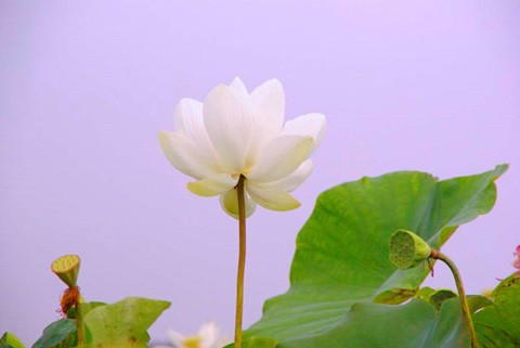 Chiêm ngưỡng khu đầm 12 loại sen quý gần Hà Nội ảnh 3