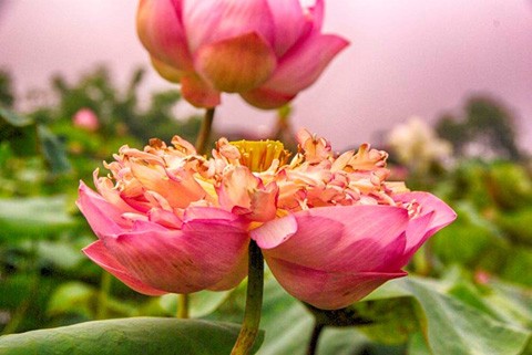 Chiêm ngưỡng khu đầm 12 loại sen quý gần Hà Nội ảnh 4