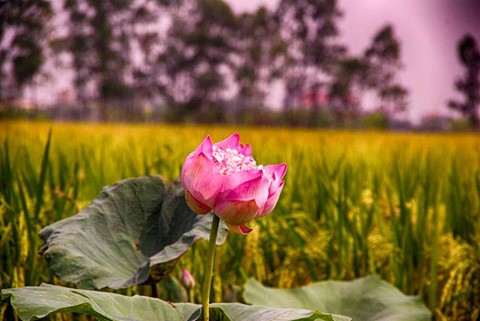 Chiêm ngưỡng khu đầm 12 loại sen quý gần Hà Nội ảnh 11