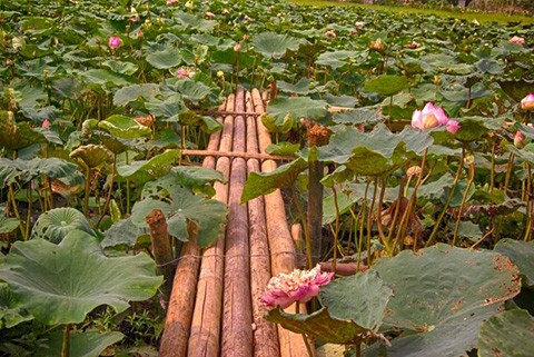 Chiêm ngưỡng khu đầm 12 loại sen quý gần Hà Nội ảnh 13