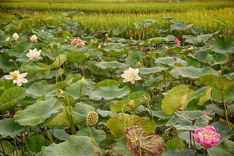 Chiêm ngưỡng khu đầm 12 loại sen quý gần Hà Nội ảnh 1