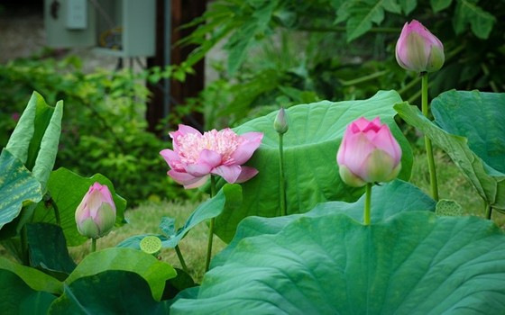 Vẻ đẹp thung lũng sen Hồ Tây mùa hạ ảnh 1