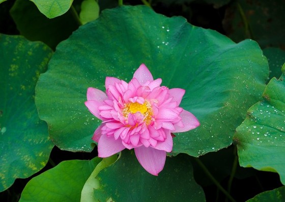 Vẻ đẹp thung lũng sen Hồ Tây mùa hạ ảnh 2