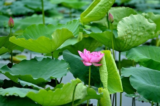 Vẻ đẹp thung lũng sen Hồ Tây mùa hạ ảnh 3