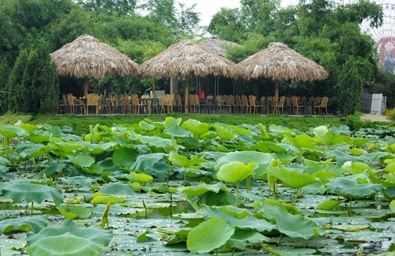 Vẻ đẹp thung lũng sen Hồ Tây mùa hạ ảnh 5