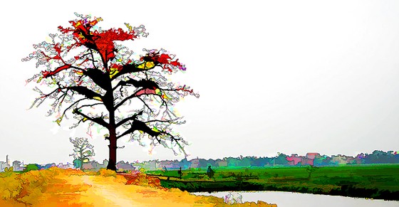 Cây gạo sân trường ảnh 1