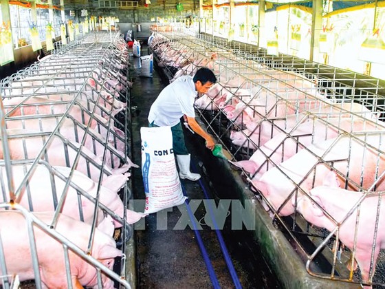 Người khóc thầm, kẻ hân hoan ảnh 1