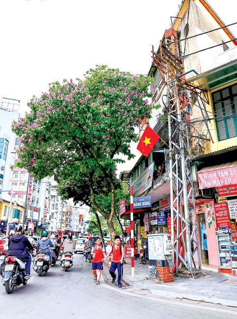 Sắc tím bằng lăng ảnh 5