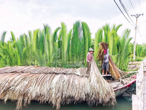 Mênh mông dừa nước ảnh 1