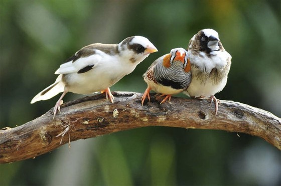 Ảnh động vật hài hước dự thi giải quốc tế