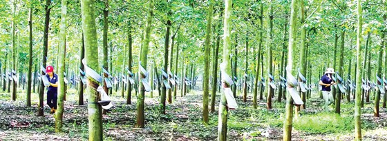 Tiềm năng đầu tư vào 3 tỉnh Trung Lào ảnh 1