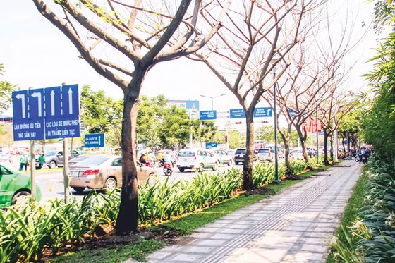 Cây xanh vẫn bị “bức tử” ảnh 1