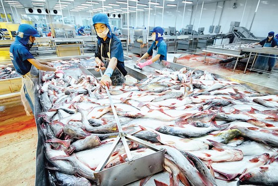 Cổ đông “vua cá tra” HVG lao đao, tăng trưởng ảnh 1