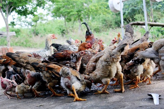 Cả làng nhập viện sau khi ăn thịt gà chết ảnh 1