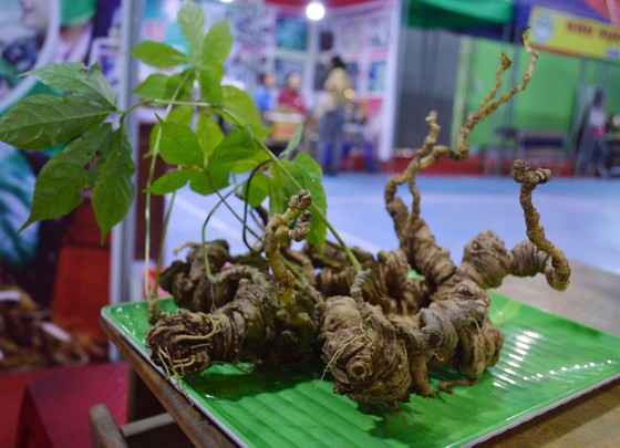 Phiên chợ sâm tiền tỷ ảnh 1