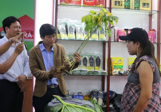 Phiên chợ sâm tiền tỷ ảnh 3