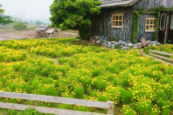 Ngỡ ngàng với thảo nguyên hoa đẹp như cổ tích ven sông Hồng ảnh 3