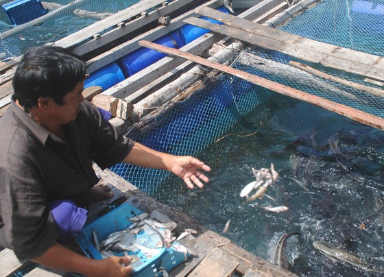 Cà Mau: Tàu cá CM 92123 TS cùng 5 thuyền được lai dắt vào Hòn Chuối an toàn ảnh 1