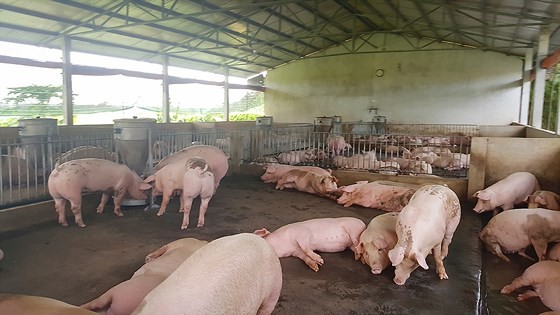 Cà Mau ứng phó khẩn cấp dịch tả heo châu Phi ảnh 1