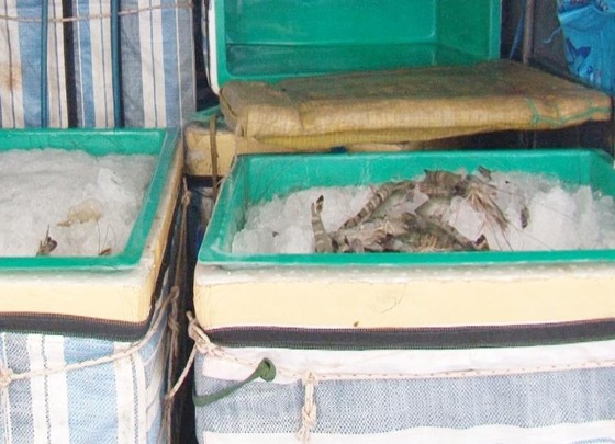 Liên tiếp phát hiện xe khách vận chuyển tôm bơm tạp chất ảnh 1