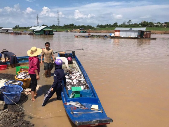Đã tìm ra nguyên nhân 1.000 tấn cá chết trên sông La Ngà ảnh 1