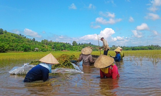 ĐBSCL giảm trồng lúa để phù hợp với biến đổi khí hậu ảnh 1