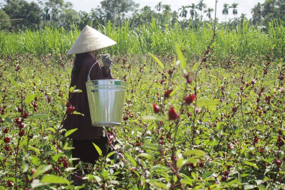 Cây Atiso đỏ đầu tiên trên đất Quảng Ngãi ảnh 2