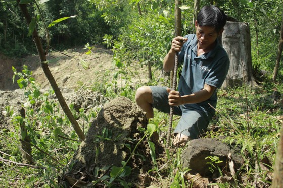 Lên rừng đào mối “vỗ béo” cho gà ảnh 2