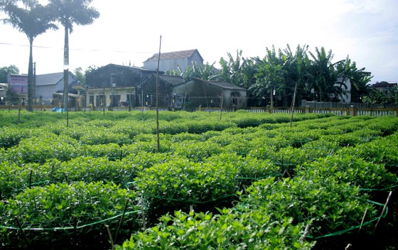 Người trồng hoa tết Quảng Ngãi lo lắng vì cây chậm phát triển ảnh 5