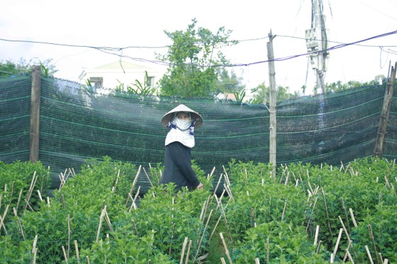 Người trồng hoa tết Quảng Ngãi lo lắng vì cây chậm phát triển ảnh 4