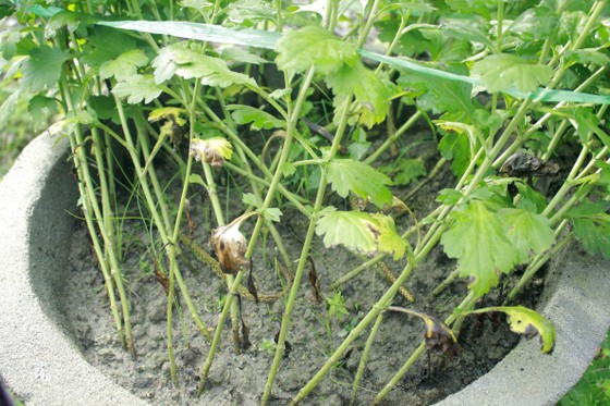 Người trồng hoa tết Quảng Ngãi lo lắng vì cây chậm phát triển ảnh 2