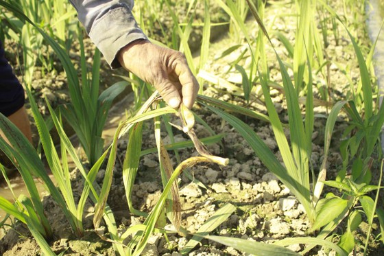 Nhiều diện tích hoa lay ơn bị vàng lá, tím gốc, thối rễ ảnh 3