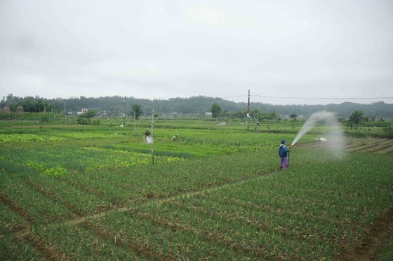 Quảng Ngãi: Rau xanh tăng giá mở chợ đầu năm ảnh 1