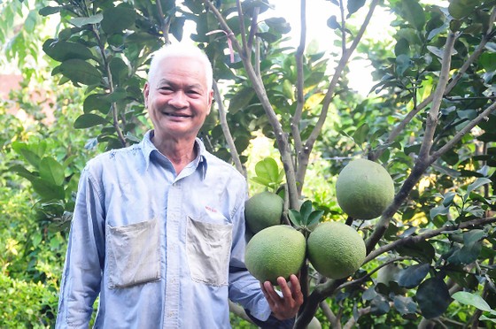 Trồng bưởi công nghệ cao ảnh 1