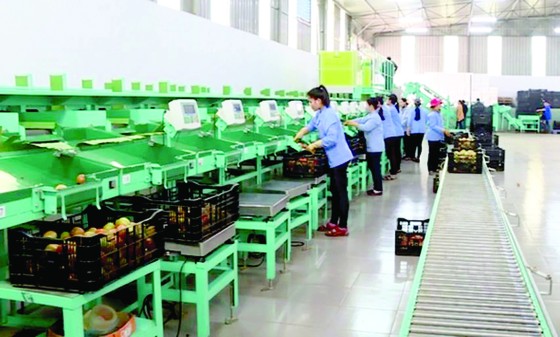 Sẽ hình thành nhiều trung tâm sơ chế, đóng gói nông sản sau thu hoạch ảnh 1