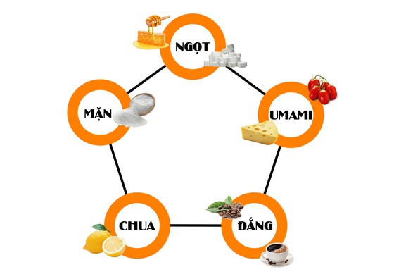 Câu chuyện về Umami - Thành viên thứ 5 trong gia đình gia vị ảnh 1
