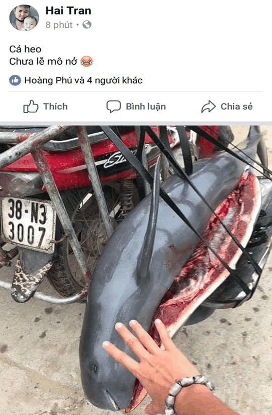 Clip giết cá heo gây bức xúc dư luận ảnh 1