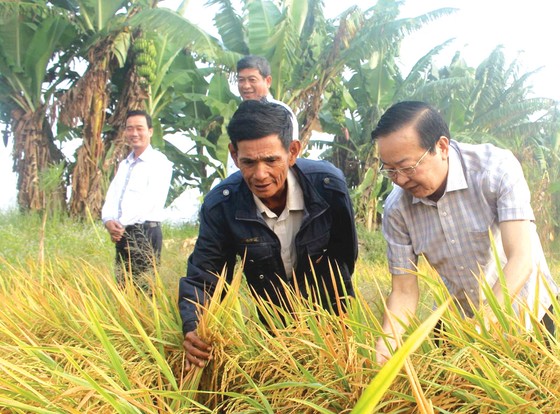 Tết hy vọng ảnh 6