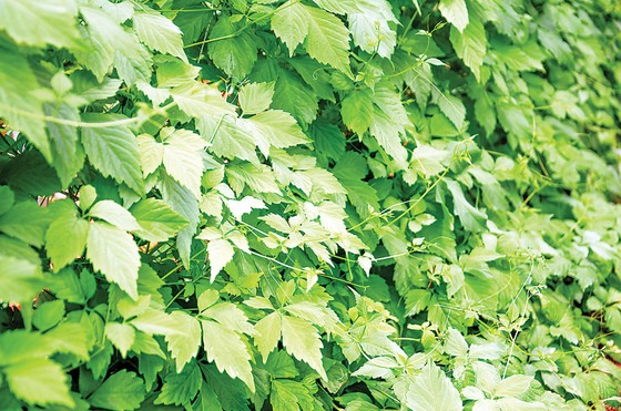 Giảo cổ lam - thảo dược thần kỳ giúp đẩy lùi tiểu đường, mỡ máu, cao huyết áp ảnh 1