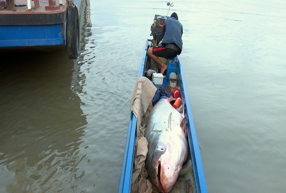 Bắt được cá tra dầu khổng lồ nặng 240kg ảnh 1