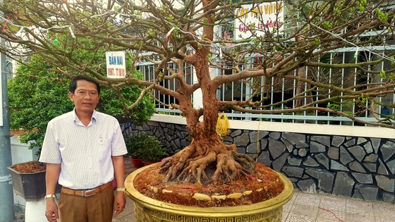Những "cụ" mai tiền tỷ cập bến Tây Đô ảnh 2